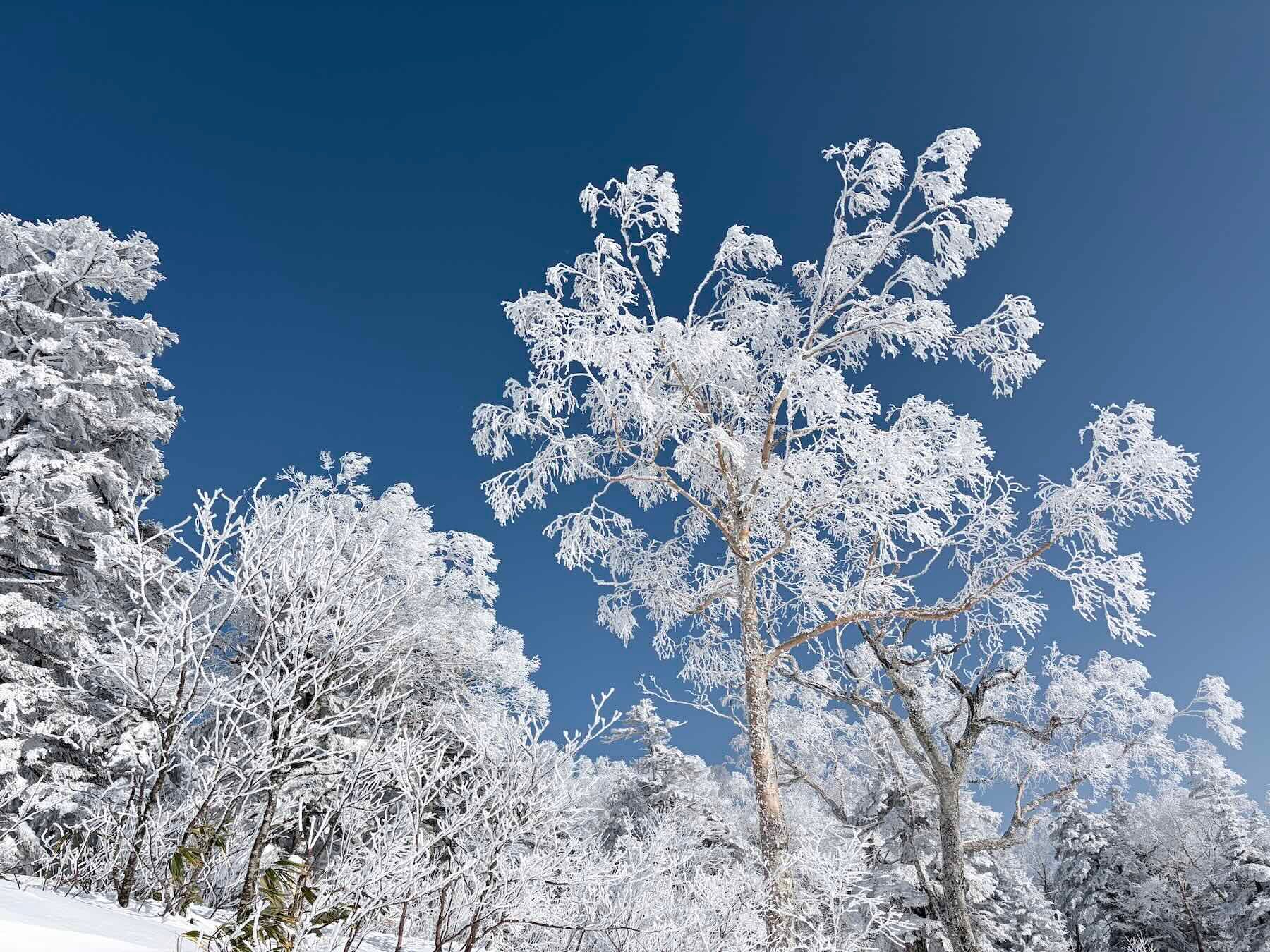 Snow covered trees